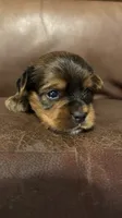 AKC Boy, a male Yorkshire Terrier for sale in Scranton, PA – 4 of 5
