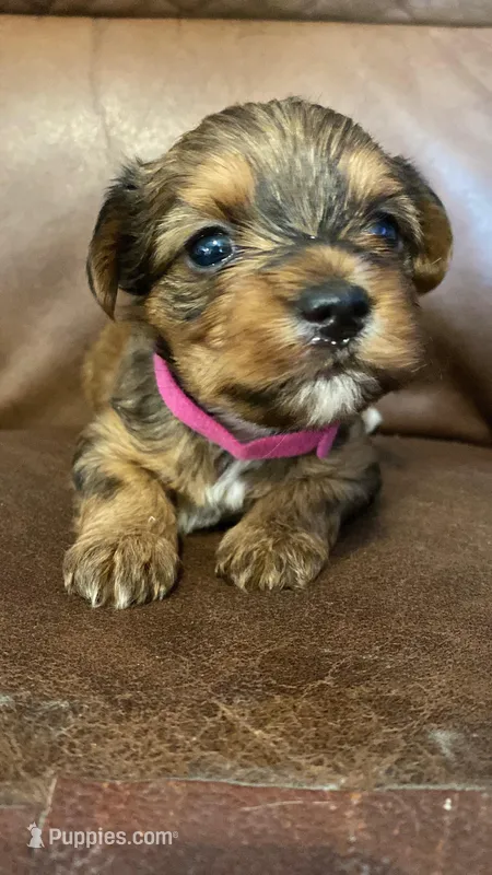 AKC girl – Yorkshire Terrier puppy for sale in Scranton, PA