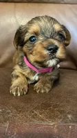 AKC girl, a female Yorkshire Terrier for sale in Scranton, PA – 1 of 2