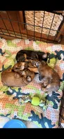 AKC girl, a female Yorkshire Terrier for sale in Scranton, PA – 2 of 2