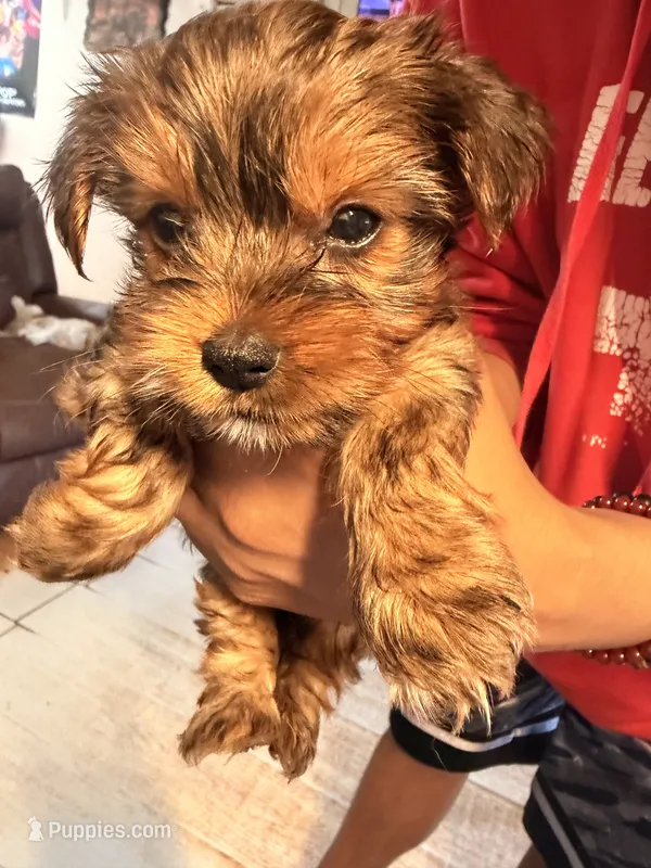 AKC Boy – Yorkshire Terrier puppy for sale in Scranton, PA