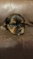 AKC Boy, a male Yorkshire Terrier for sale in Scranton, PA – 3 of 5