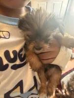 AKC Boy, a male Yorkshire Terrier for sale in Scranton, PA – 4 of 4