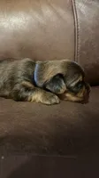 AKC Boy, a male Yorkshire Terrier for sale in Scranton, PA – 2 of 5