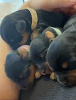 AKC puppy 3, a female Yorkshire Terrier for sale in Scranton, PA – Photo 2 of 5