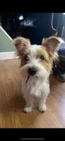 AKC Male , a male Yorkshire Terrier for sale in Scranton, PA – 3 of 3