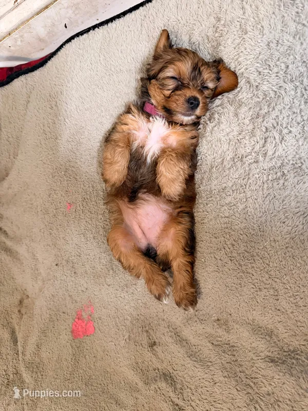 AKC Girl – Yorkshire Terrier puppy for sale in Scranton, PA
