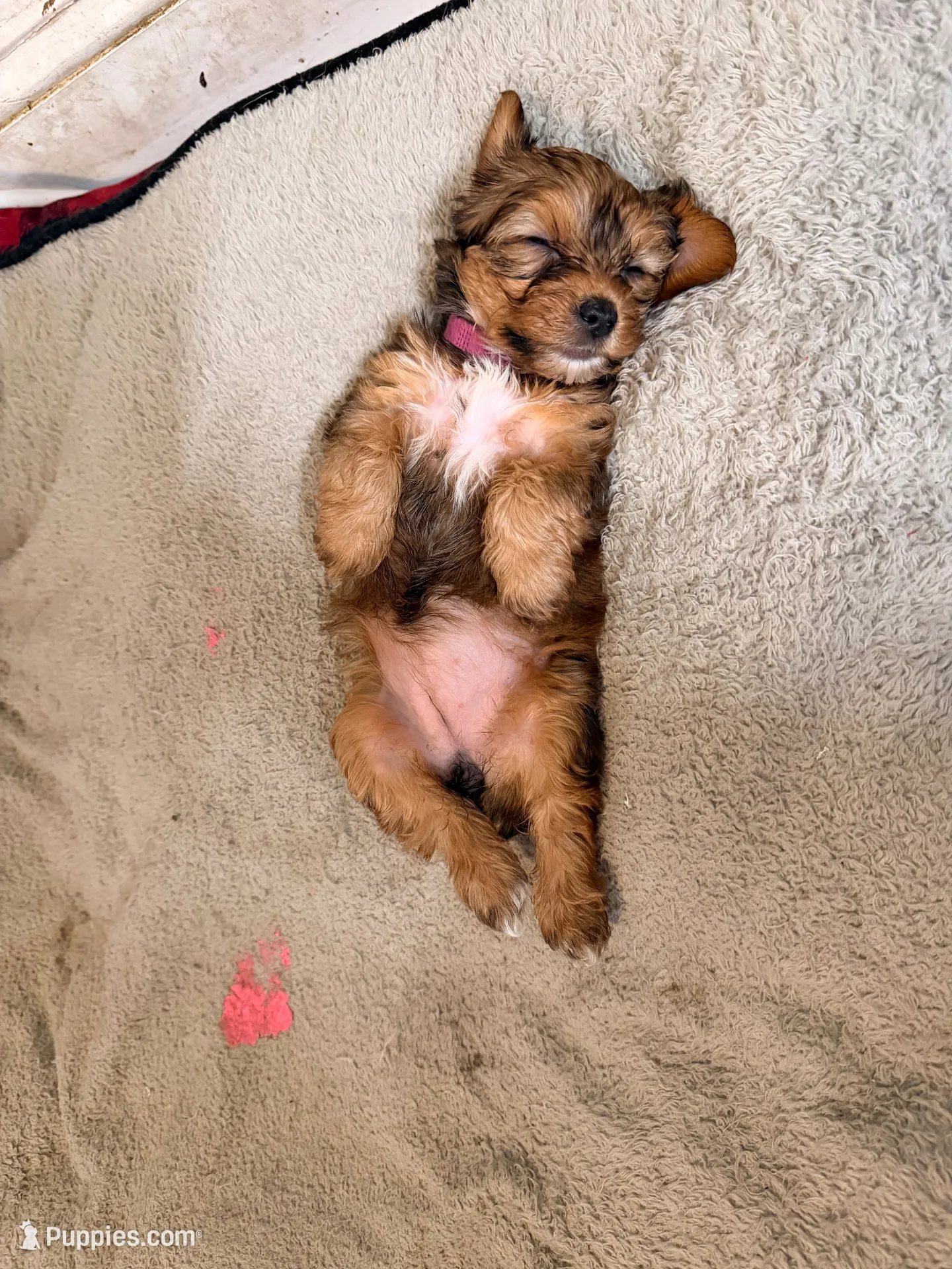 AKC Girl, a female Yorkshire Terrier for sale in Scranton, PA – 1 of 3