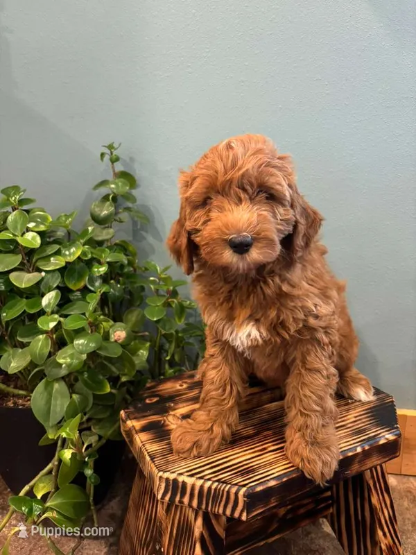 Latte – Goldendoodle puppy for sale in Rock Valley, IA