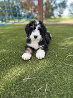 Wade, a male Bernedoodle for sale in Rock Valley, IA – 1 of 1