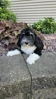 Amaretti, a male Sheepadoodle for sale in Rock Valley, IA – 1 of 2