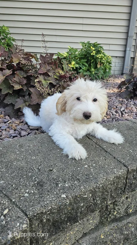 Biscotti – Sheepadoodle puppy for sale in Rock Valley, IA