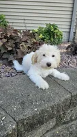 Biscotti, a male Sheepadoodle for sale in Rock Valley, IA – 1 of 1