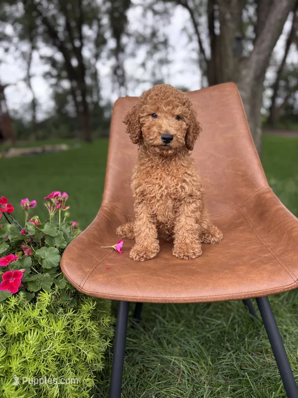 Briar – Irish Doodle puppy for sale in Rock Valley, IA