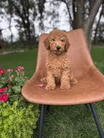 Briar, a male Irish Doodle for sale in Rock Valley, IA – 1 of 1