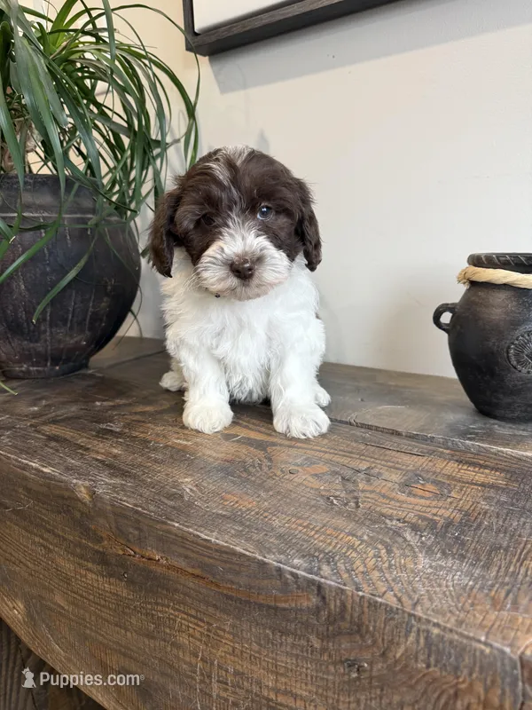 Parmesan – Sheepadoodle puppy for sale in Rock Valley, IA