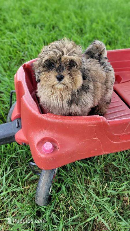 Barnaby – Miniature Bernedoodle puppy for sale in Rock Valley, IA