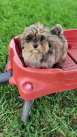Barnaby, a male Miniature Bernedoodle for sale in Rock Valley, IA – 1 of 1