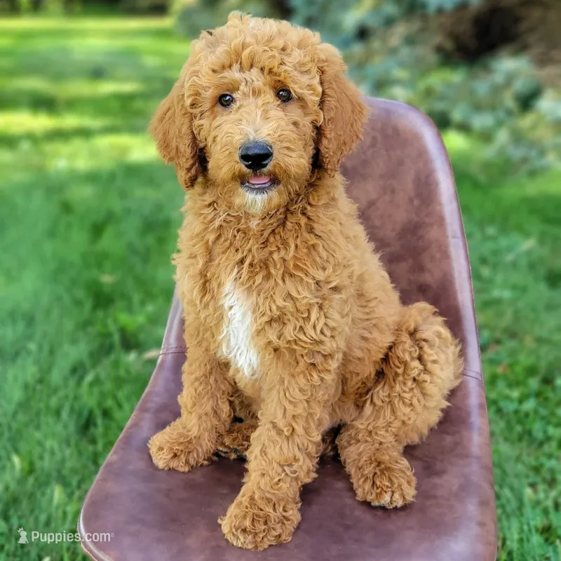 Zander – Goldendoodle puppy for sale in Rock Valley, IA