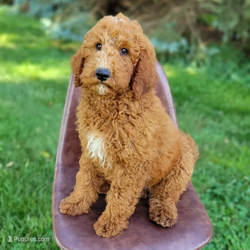 Zephyr – Goldendoodle puppy for sale in Rock Valley, IA