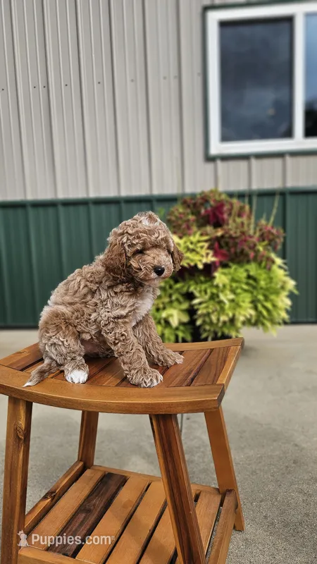 Shortbread – Miniature Goldendoodle puppy for sale in Rock Valley, IA