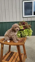 Shortbread, a male Miniature Goldendoodle for sale in Rock Valley, IA – 1 of 1