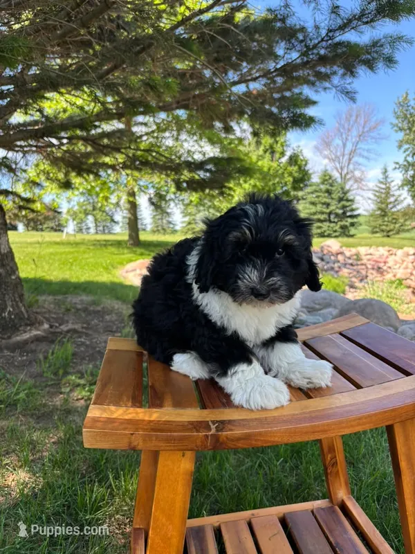 Amaretti – Sheepadoodle puppy for sale in Rock Valley, IA