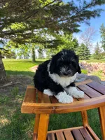 Amaretti, a male Sheepadoodle for sale in Rock Valley, IA – 1 of 1
