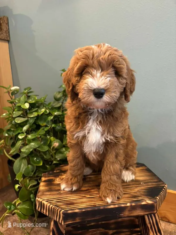 Mocha – Goldendoodle puppy for sale in Rock Valley, IA