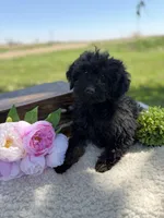 Paris, a female English Goldendoodle for sale in Rock Valley, IA – 1 of 1