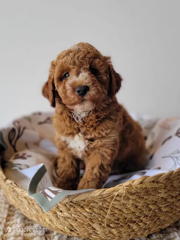 Mickey – Miniature Goldendoodle puppy for sale in Rock Valley, IA