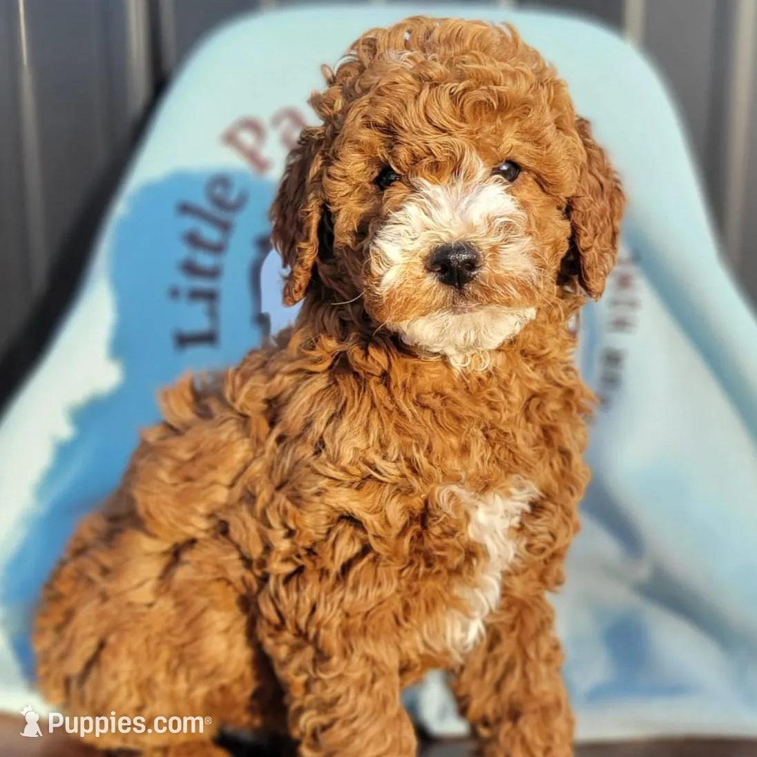 Sweetheart - medium f1bb