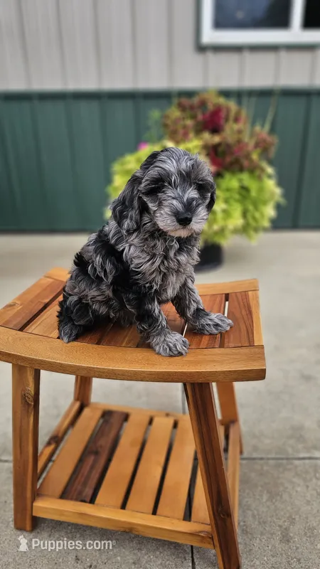 Muffin – Miniature Goldendoodle puppy for sale in Rock Valley, IA