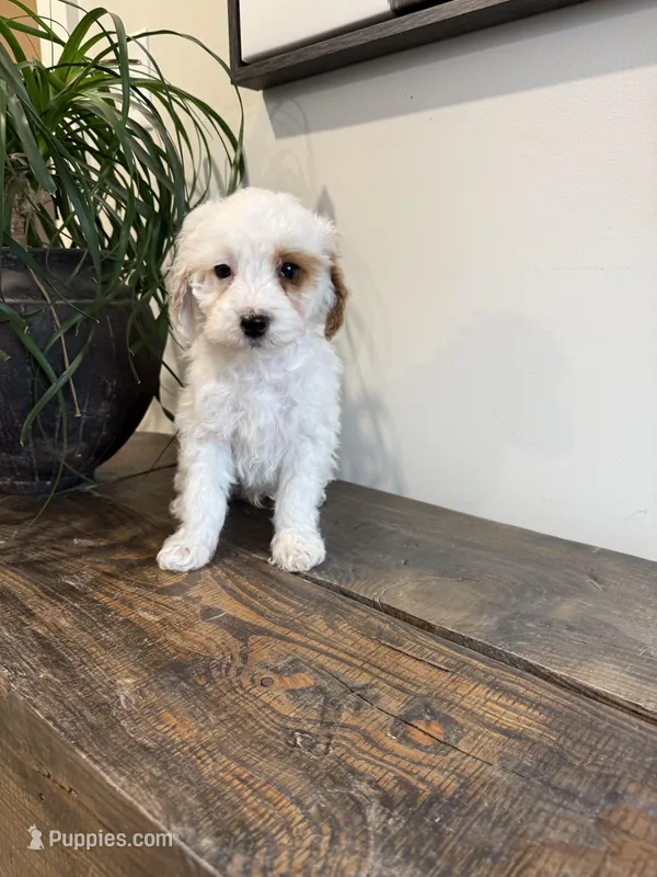 Sausage – Sheepadoodle puppy for sale in Rock Valley, IA