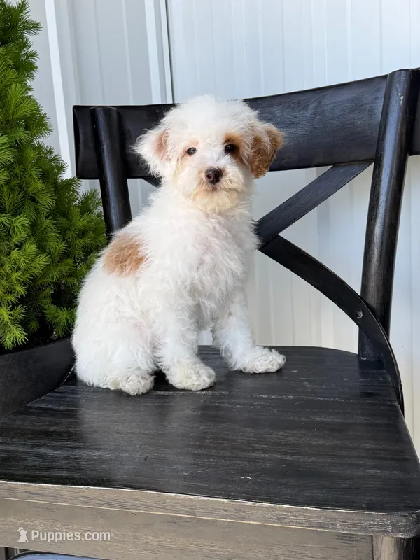 Sausage – Sheepadoodle puppy for sale in Rock Valley, IA