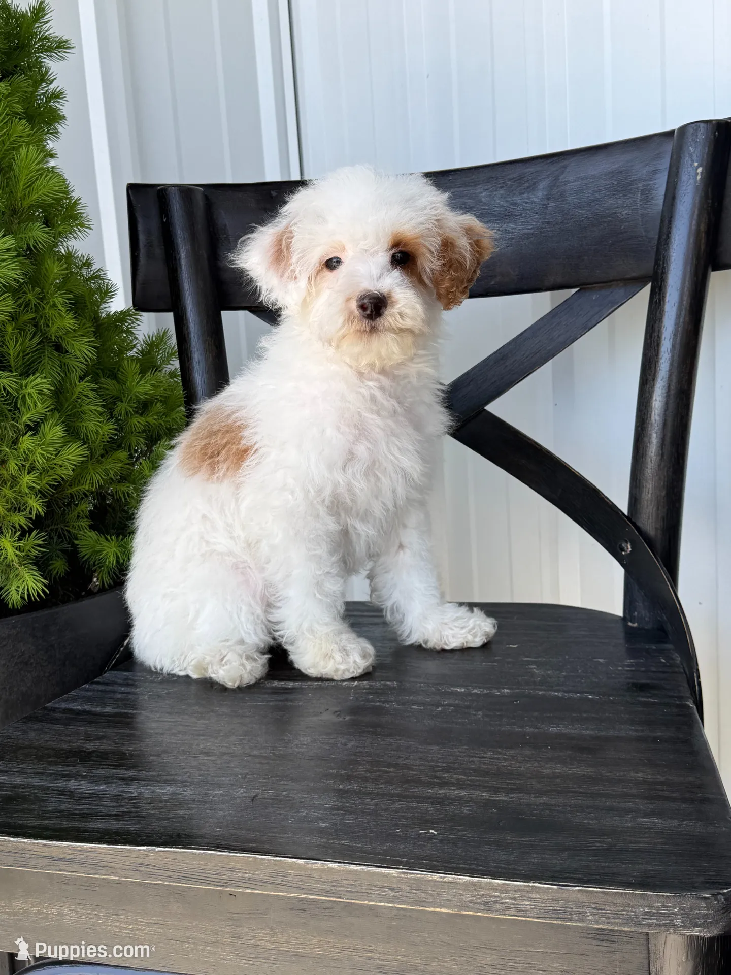 Sausage, a male Sheepadoodle for sale in Rock Valley, IA – 1 of 1