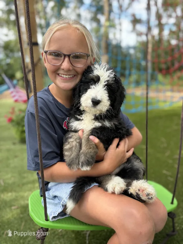 Marina – Bernedoodle puppy for sale in Rock Valley, IA