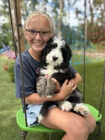 Marina, a female Bernedoodle for sale in Rock Valley, IA – 1 of 1