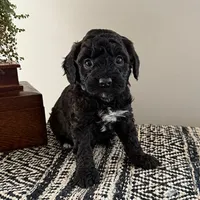 Chocolate-mini f1b, a male Cavapoo for sale in Rock Valley, IA – Photo 2 of 2