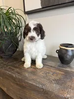 Nacho, a male Sheepadoodle for sale in Rock Valley, IA – 1 of 1