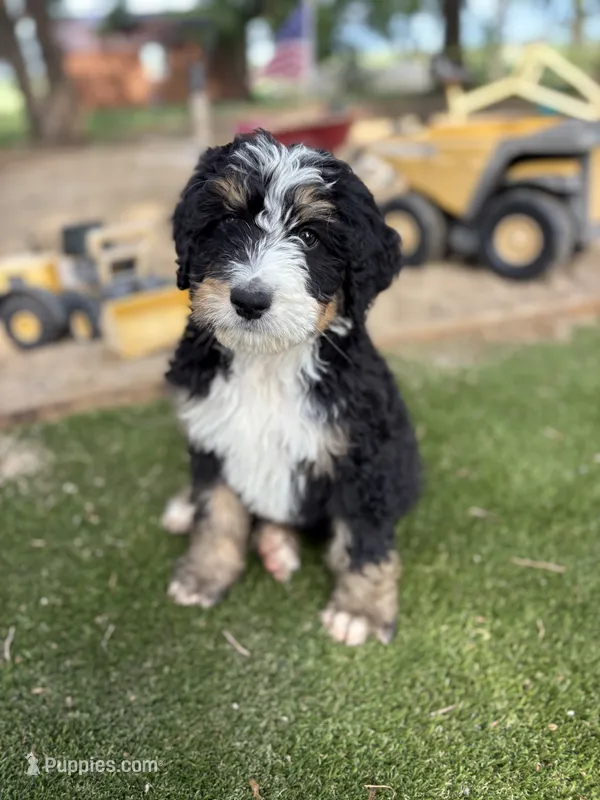 Hudson – Bernedoodle puppy for sale in Rock Valley, IA