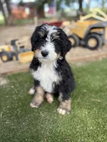 Hudson, a male Bernedoodle for sale in Rock Valley, IA – 1 of 1