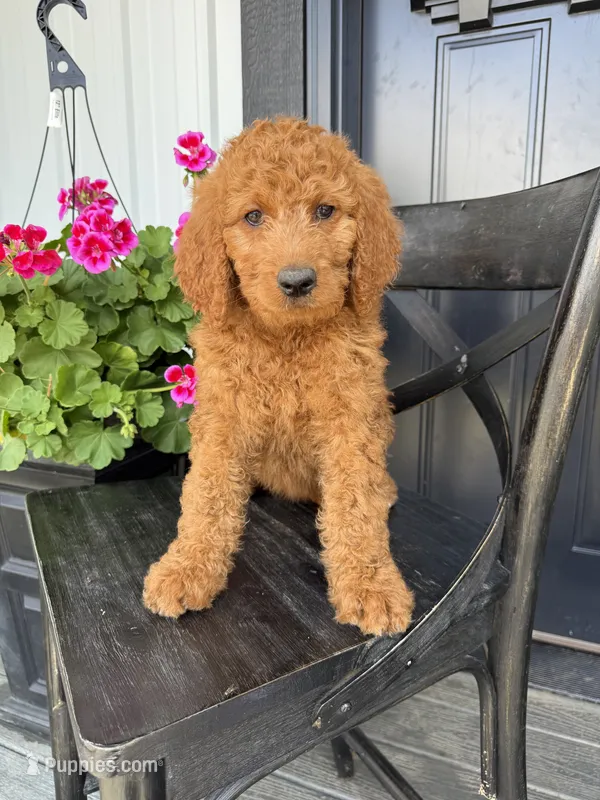 Frosting – Goldendoodle puppy for sale in Rock Valley, IA