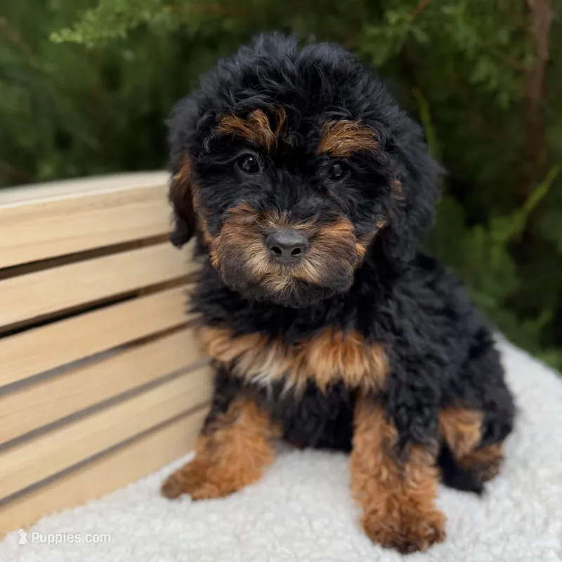 London - mini f1b – English Goldendoodle puppy for sale in Rock Valley, IA