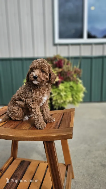 Milky – Miniature Goldendoodle puppy for sale in Rock Valley, IA