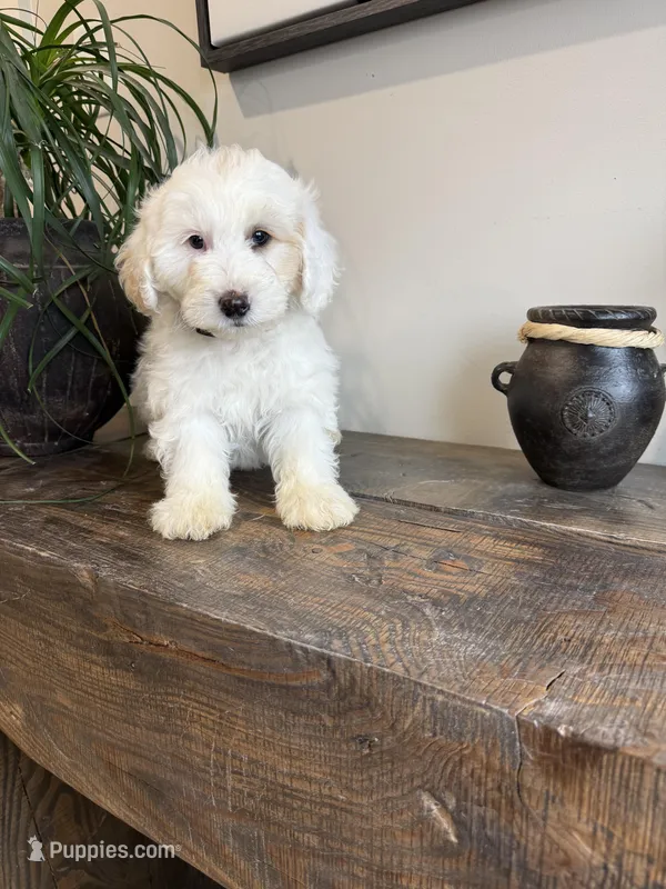 Swiss – Sheepadoodle puppy for sale in Rock Valley, IA