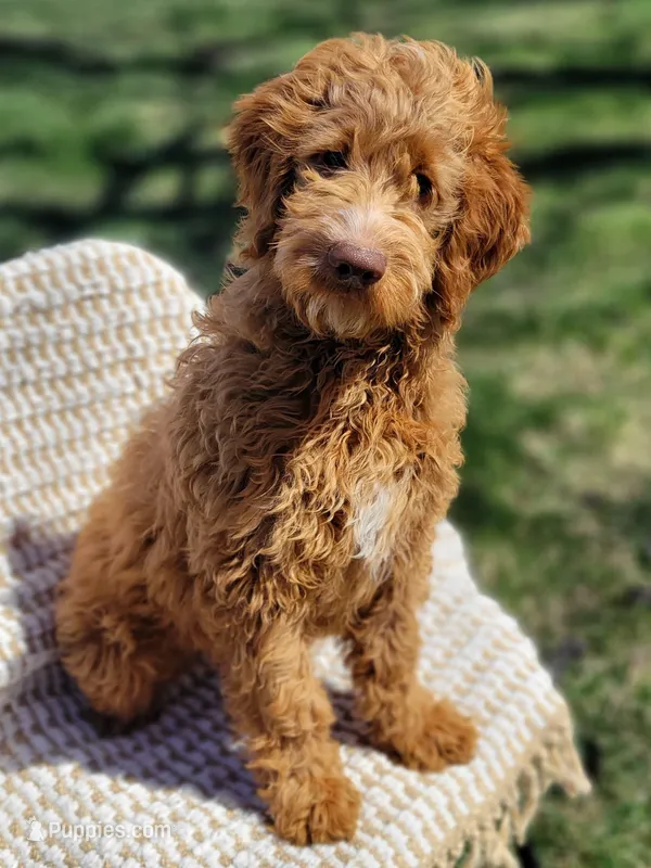 Marlin – Goldendoodle puppy for sale in Rock Valley, IA