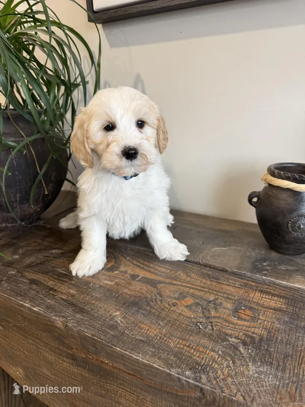 Colby – Sheepadoodle puppy for sale in Rock Valley, IA