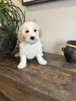 Colby, a male Sheepadoodle for sale in Rock Valley, IA – 1 of 1
