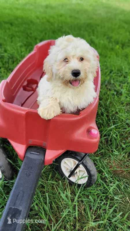 Rupert – Miniature Bernedoodle puppy for sale in Rock Valley, IA